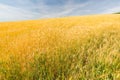 Wheat field and blue sky with clouds, agriculture landscape. Seasonal nature Royalty Free Stock Photo