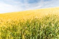 Wheat field and blue sky with clouds, agriculture landscape. Seasonal nature Royalty Free Stock Photo