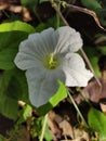 Nature White flower cool garden beautiful