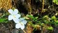 Nature white flower and stone Royalty Free Stock Photo