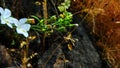 Nature white flower and stone Royalty Free Stock Photo