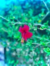 Hibiscus,Gudhal, Blur,Blurring background image,bloom, green  leaf ,flower ,garden, plant ,yellow ,garden ,outdoor ,nature red Royalty Free Stock Photo