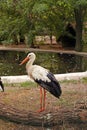 Nature. White stork near pond at zoo