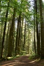 Nature. Wide trail in the forest with tall trees Royalty Free Stock Photo