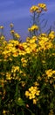 Nature wild flower yellow herb meadow