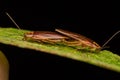 Nature wild forest cockroaches mating on green leaf