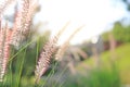 Nature wild grass flower at golden sunset. Shallow depth of field Royalty Free Stock Photo