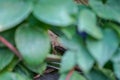 Lizard head view, hiding behind thick green leaves Royalty Free Stock Photo