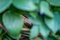 Lizard head view, hiding behind thick green leaves Royalty Free Stock Photo