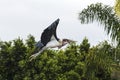 Nature Is Wild. Marabou stork in flight.
