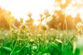 Nature wild meadow .vintage photo ,  and soft sunshine on morning sunlight background .nature concert . creative design Royalty Free Stock Photo