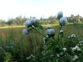 The Nature Wild Paddy Flower Royalty Free Stock Photo