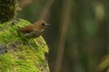 Nature wildlife bird Bornean Shade dweller bird