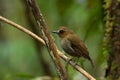 Nature wildlife bird Bornean Shade dweller bird