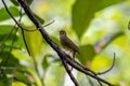 Nature wildlife bird of Hairy-backed Bulbul perched on tree Royalty Free Stock Photo