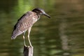 Nature wildlife bird of Rufous Night Heron (immature) in nature wetland at Sabah, Borneo