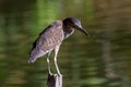 Nature wildlife bird of Rufous Night Heron (immature) in nature wetland at Sabah, Borneo