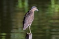 Nature wildlife bird of Rufous Night Heron (immature) in nature wetland at Sabah, Borneo