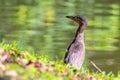 Nature wildlife bird of Rufous Night Heron (immature) in nature wetland at Sabah, Borneo