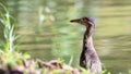 Nature wildlife bird of Rufous Night Heron (immature) in nature wetland at Sabah, Borneo