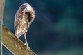 Nature wildlife bird of Rufous Night Heron (immature) in nature wetland at Sabah, Borneo