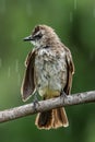 Nature wildlife bird Yellow-vented bulbul isolated on green background during raining