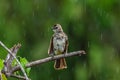 Nature wildlife bird Yellow-vented bulbul isolated on green background during raining