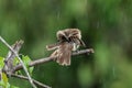 Nature wildlife bird Yellow-vented bulbul isolated on green background during raining