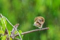 Nature wildlife bird Yellow-vented bulbul isolated on green background during raining