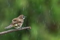 Nature wildlife bird Yellow-vented bulbul isolated on green background during raining