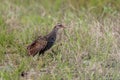 Buff-banded rail on paddy field Royalty Free Stock Photo