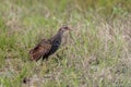 Buff-banded rail on paddy field