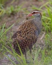 Buff-banded rail on paddy field Royalty Free Stock Photo