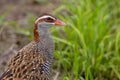 Buff-banded rail on paddy field Royalty Free Stock Photo