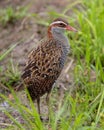 Buff-banded rail on paddy field