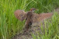 Buff-banded rail on paddy field Royalty Free Stock Photo