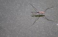 nature wildlife bug - insect closeup, macro animal,