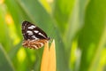 wildlife butterfly with nature green background