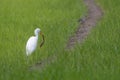 cattle egret bird looking food on paddy field Royalty Free Stock Photo