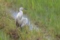 cattle egret bird on paddy field Royalty Free Stock Photo