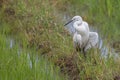 cattle egret bird on paddy field Royalty Free Stock Photo