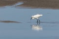 cattle egret bird on paddy field Royalty Free Stock Photo