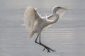 cattle egret bird on paddy field Royalty Free Stock Photo