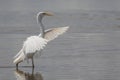 cattle egret bird on paddy field Royalty Free Stock Photo