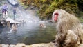 Nature and wildlife concept - japanese macaque or snow monkey in hot spring of jigokudani park Royalty Free Stock Photo