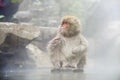 Nature and wildlife concept - japanese macaque or snow monkey in hot spring of jigokudani park Royalty Free Stock Photo