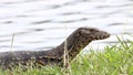 Monitor lizard Asian water monitor also common water monitor, large varanid lizard native to South and Southeast Asia