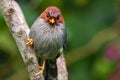 Nature wildlife image bird of a Chestnut-hooded laughingthrush on perch