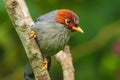 Nature wildlife image bird of a Chestnut-hooded laughingthrush on perch