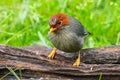 Nature wildlife image bird of a Chestnut-hooded laughingthrush on perch